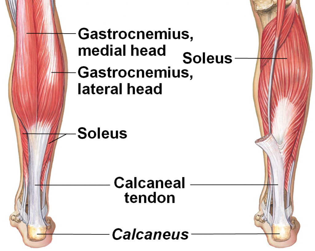 Human Calf Muscle Anatomy - What Is The Anatomical Term For Your Calf ...