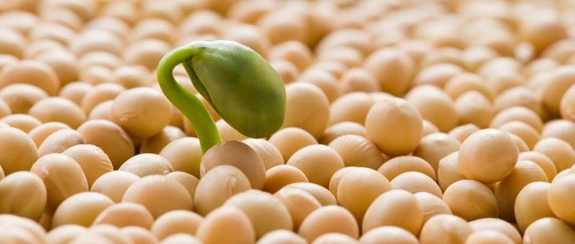 soybeans processing